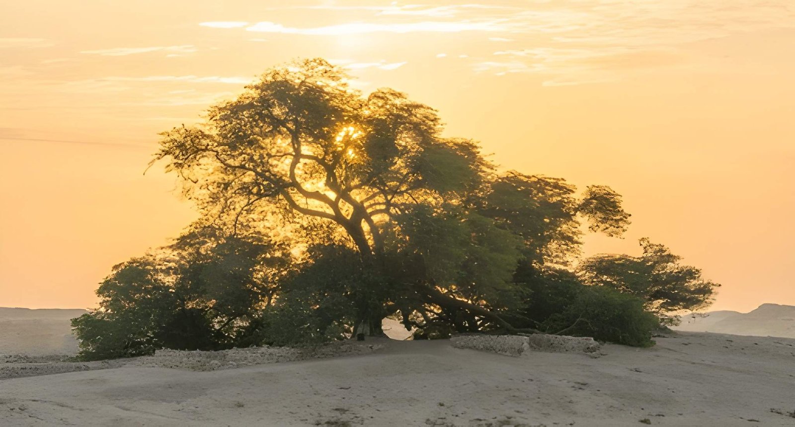 The Tree of Life, Bahrain's iconic solitary tree standing alone in the desert
